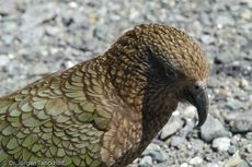 Kea (9 von 19).jpg